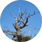 Bare tree branches against a blue sky