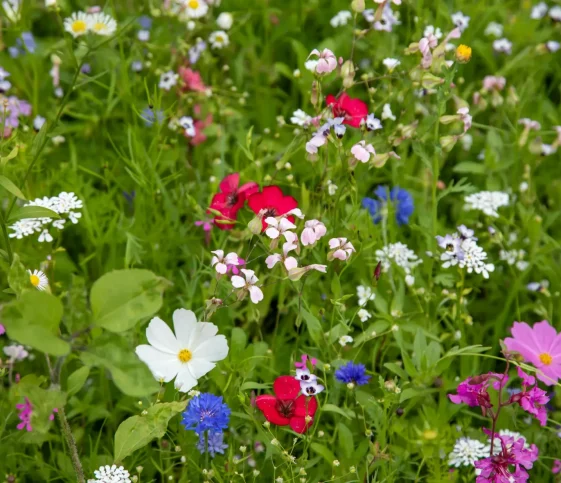Wildflowers in a summer meadow